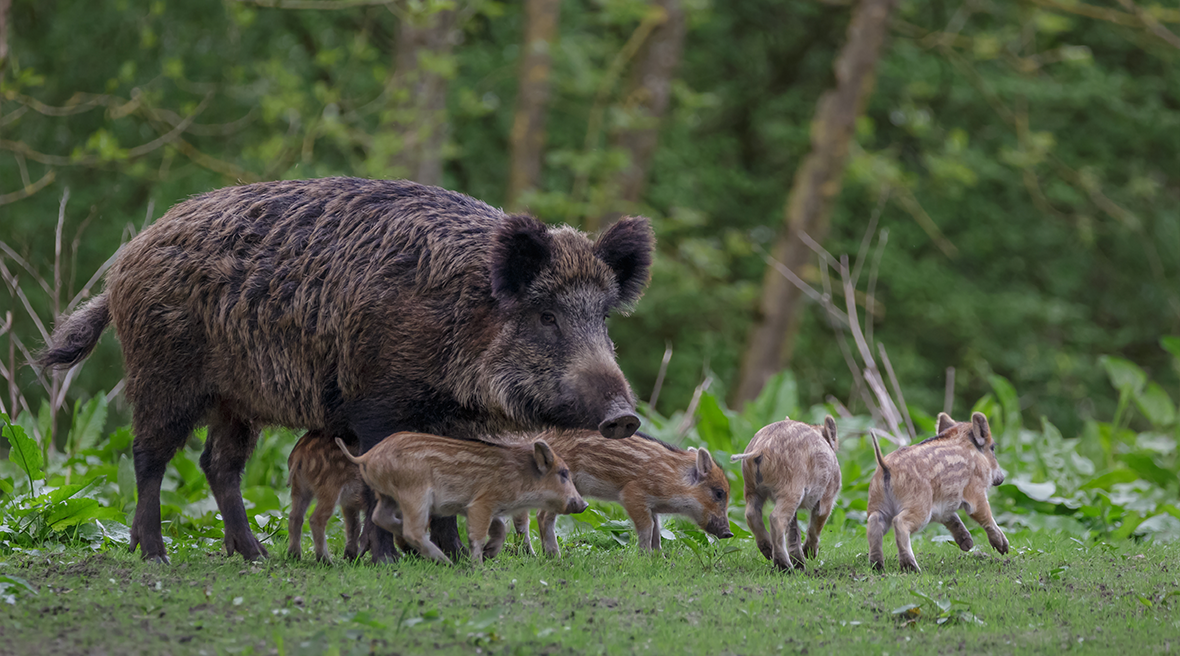 group of Wild Boar looking for food